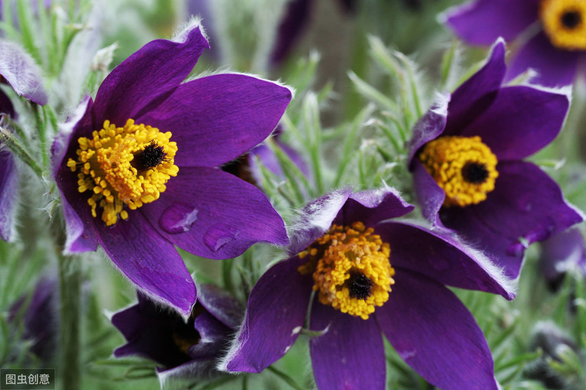 常见的紫色野花图片