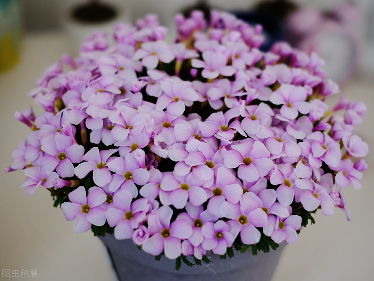 被忽视的7种小花，其实都是“大宝贝”，好养易开花，超省心