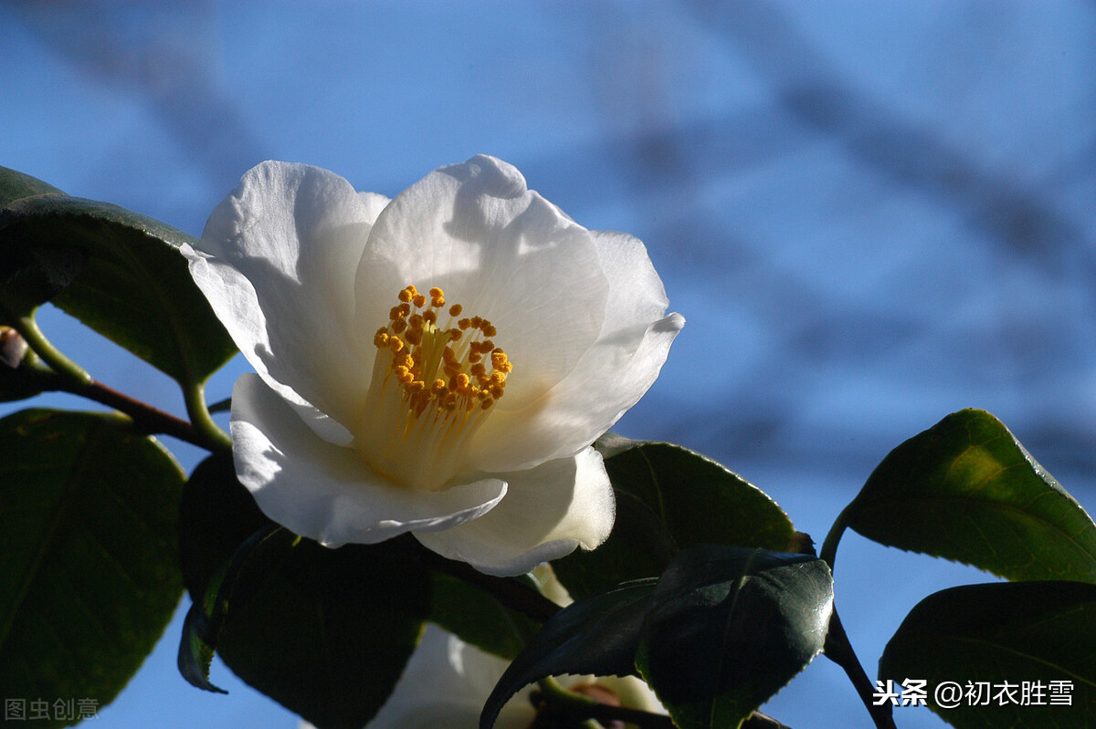 白山茶是什么意思（白山茶的花语与其含义）