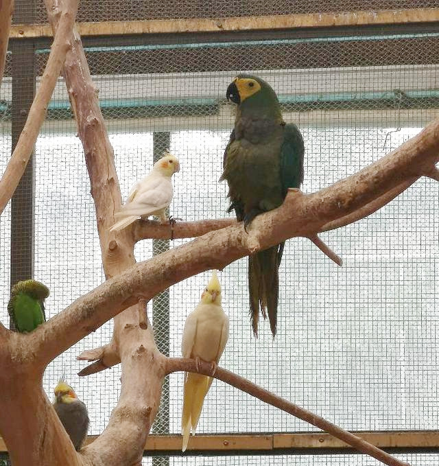 6种大型金刚鹦鹉，第一种蓝黄最便宜仅万元，放开饲养人人都想养