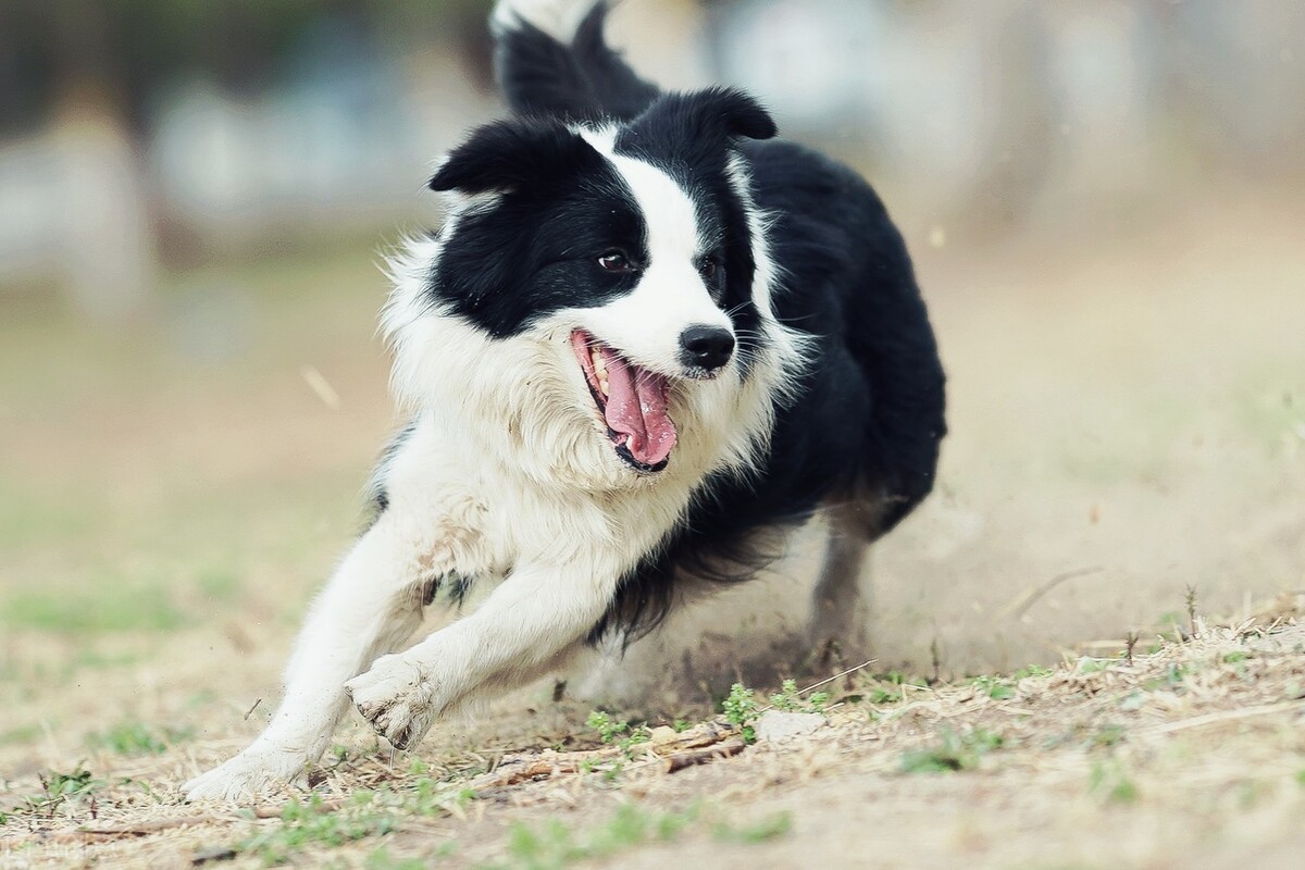 这6种狗狗，出了名的忠诚，养过都说好