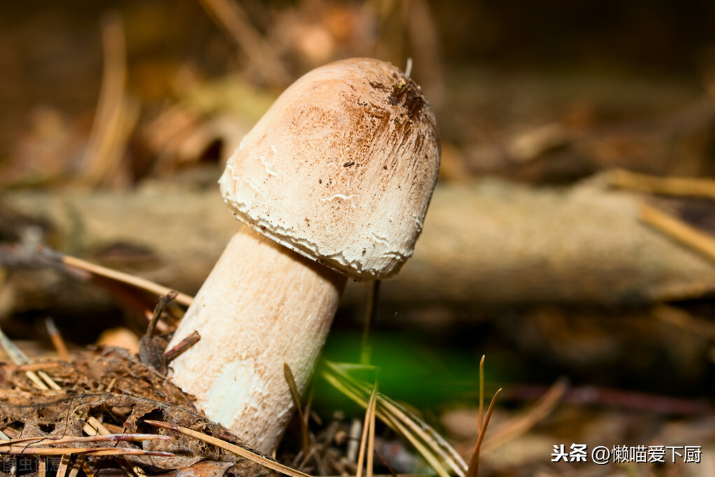 杏鮑菇的產(chǎn)地,杏鮑菇的產(chǎn)地聯(lián)系方式