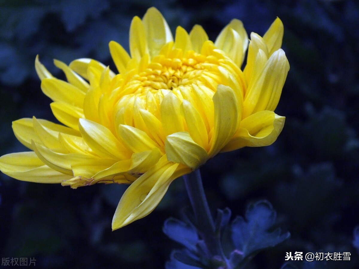 杨万里奇诗美句赏菊四首：菊花自择风霜国，不是春光外菊花