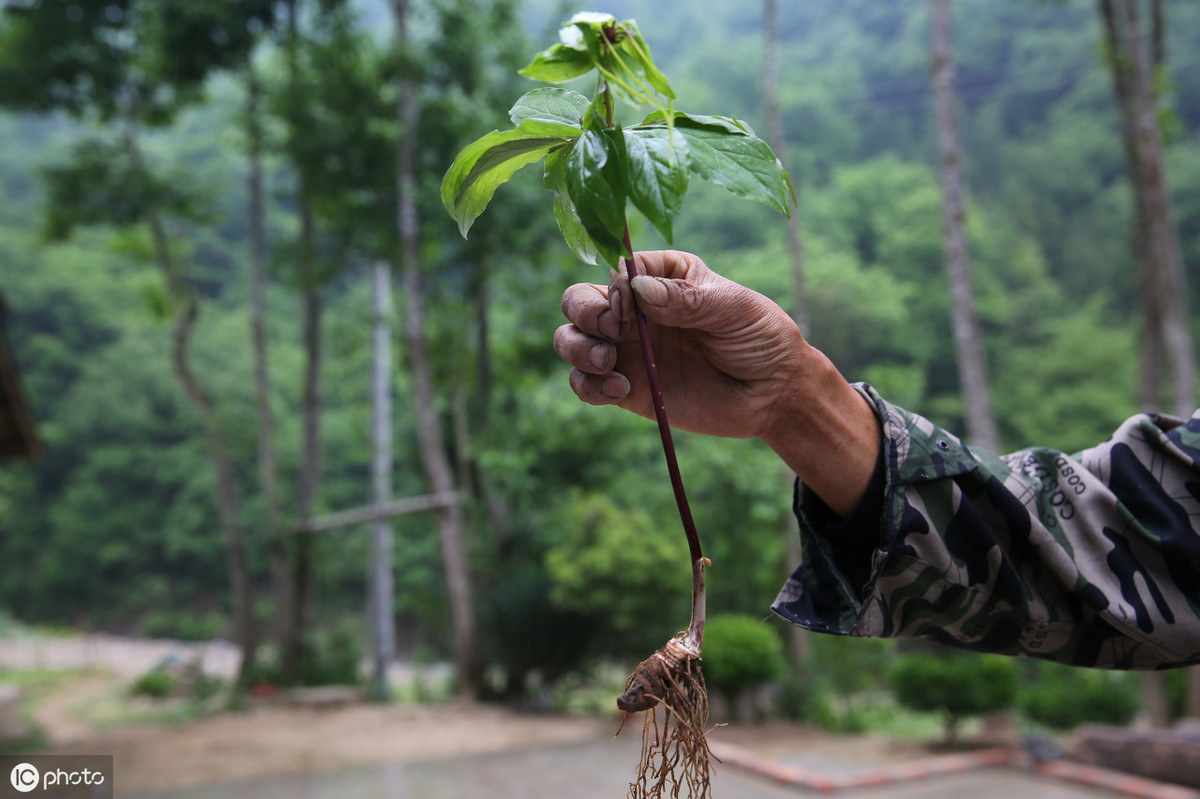 重楼种植技术（重楼的生长特性及人工栽培关键技术）