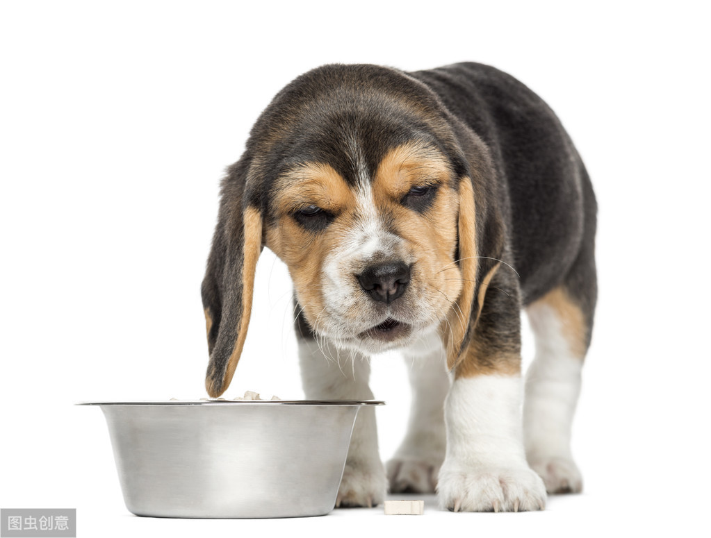 狗狗经常反复的拉稀、呕吐怎么办，慢性肠胃炎保养比治疗更有效