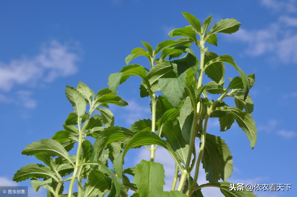 95年甜菊糖50万一吨，农民种植甜叶菊都成万元户，现在咋不种了？