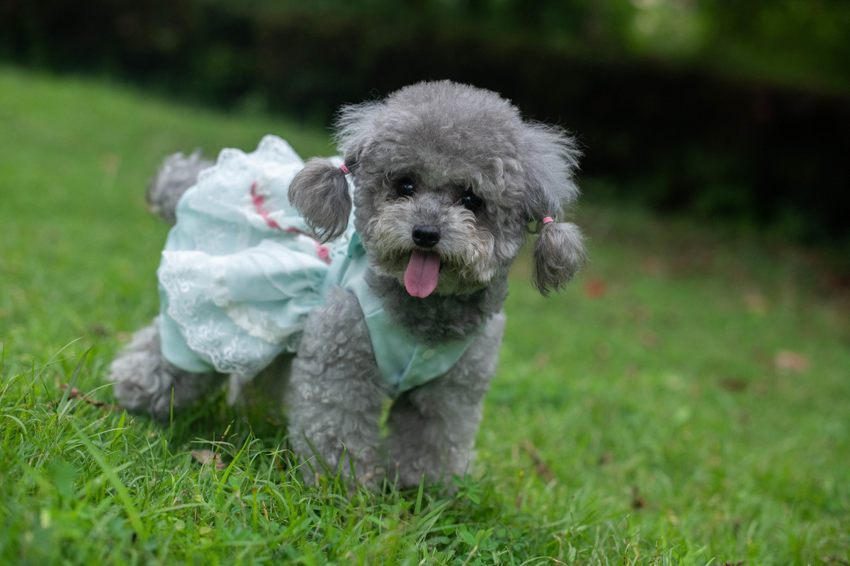 贵宾犬价格泰迪犬颜色这么多