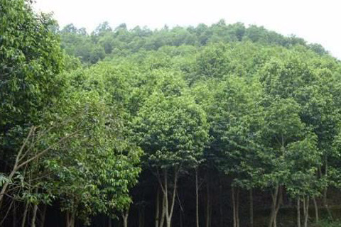 沉香树多少钱一棵？有何用途价值？沉香树种植前景分析