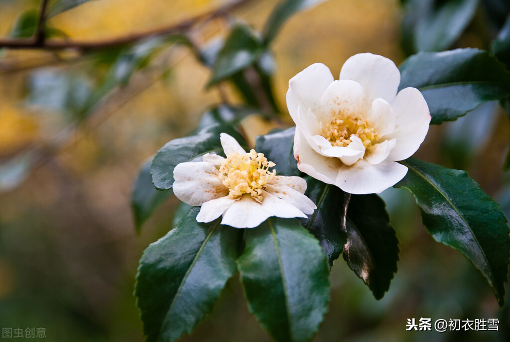 白山茶是什么意思（白山茶的花语与其含义）