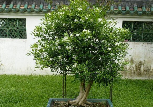 九里香老是“黄叶”？走出2个误区，一年开5茬，一次比一次香
