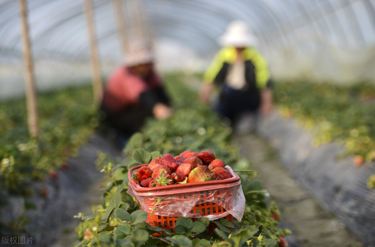 车厘子之后，草莓跌到10元一斤，高端水果今年咋回事？