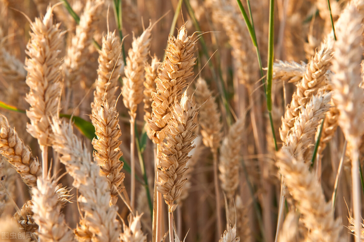 小麦和大麦有什么区别（详解2种粮食作物的区别）
