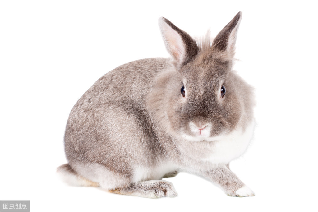 如何修剪宠物兔过长的牙齿？
