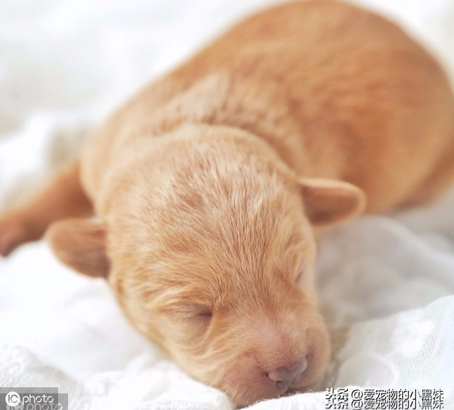 新生幼犬如何进行护理？请看下文