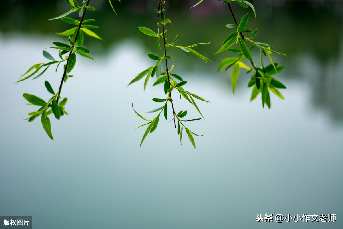 写景作文，状物作文，用些古诗来开头，真是锦上添花！