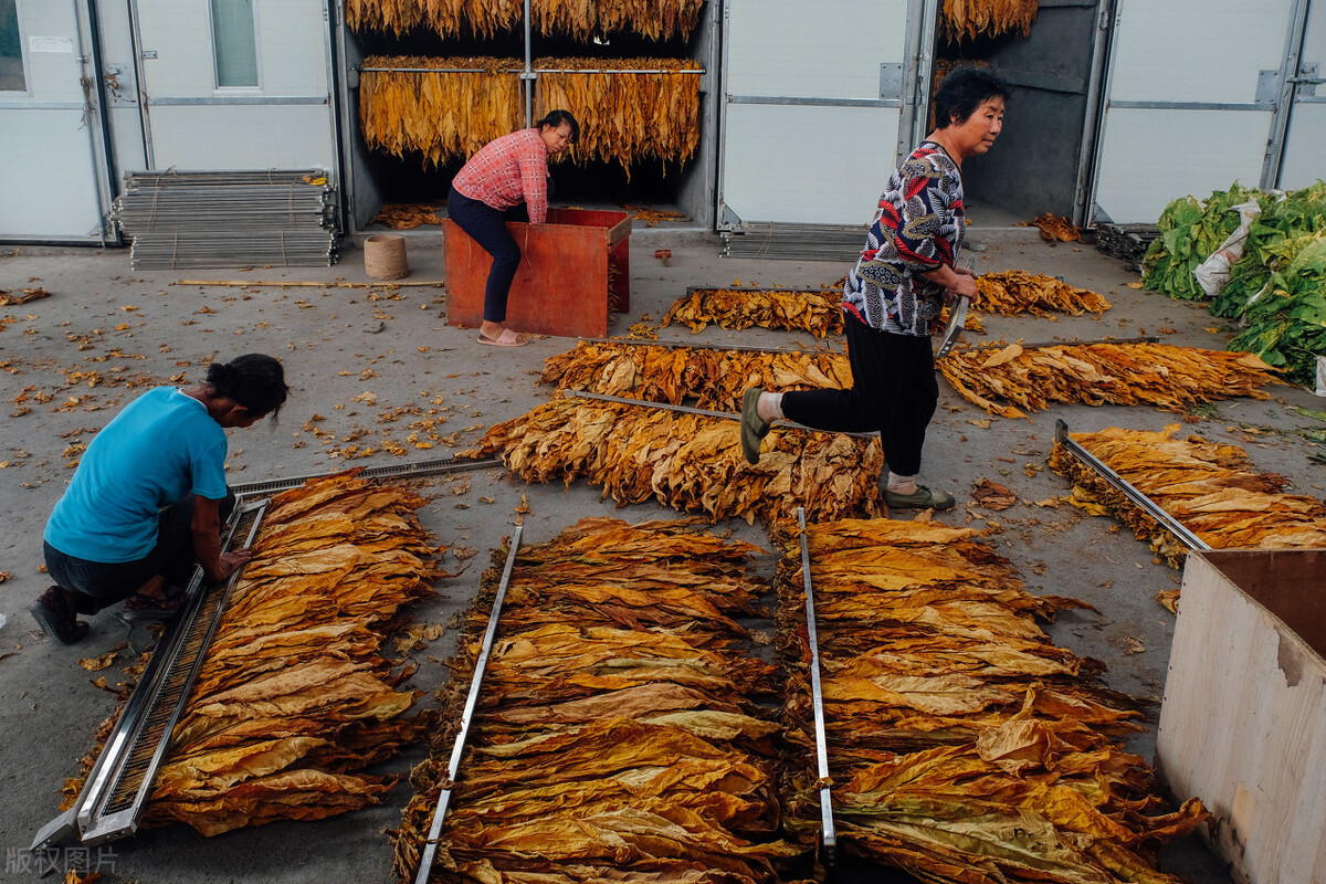 职场百科：中国烟草年纳税超10000亿，员工薪资被称为金饭碗