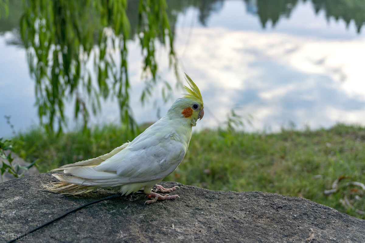 玄鳳鸚鵡,玄鳳鸚鵡壽命多少年