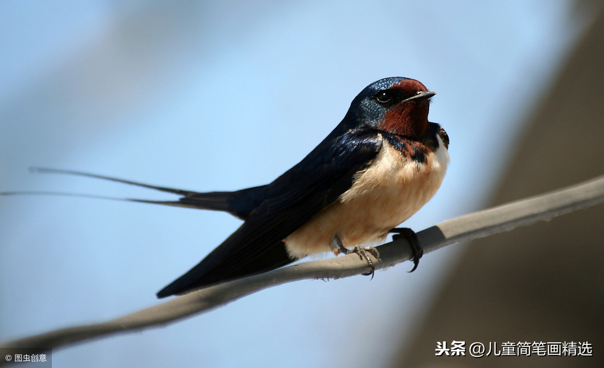 儿童简笔画精选【鸟】-燕子（Swallow）的绘画步骤