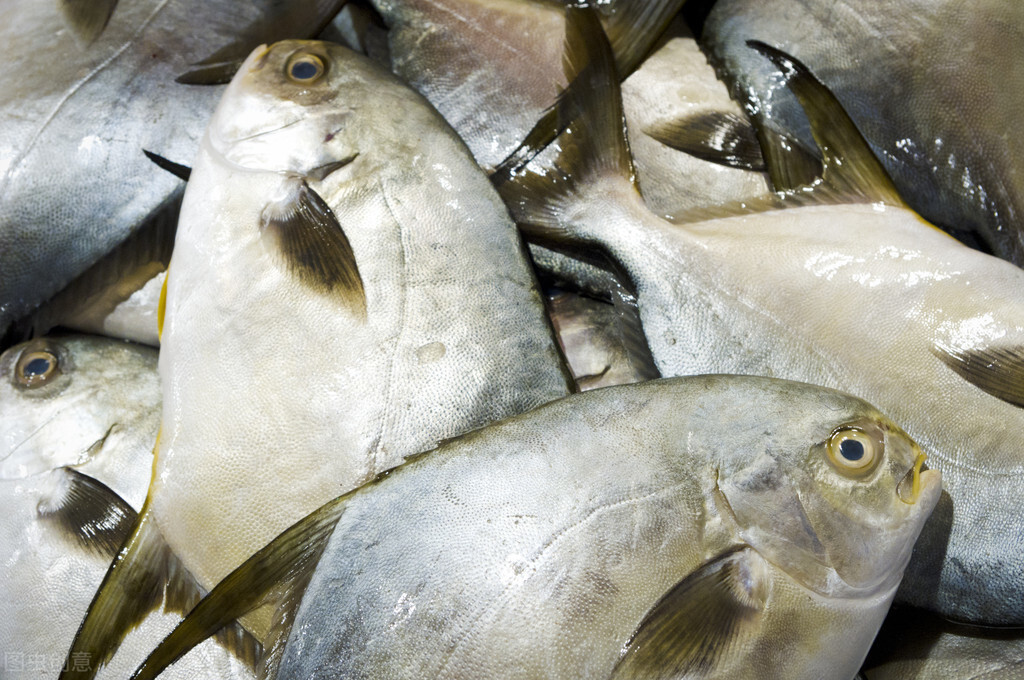 买鲳鱼，选“金鲳”还是“银鲳”？味道差别大，以后别被鱼贩骗了
