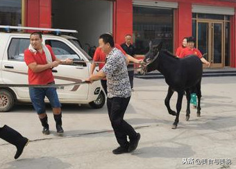 高压锅炖驴肉需要多长时间（秋天炖驴排的注意事项）