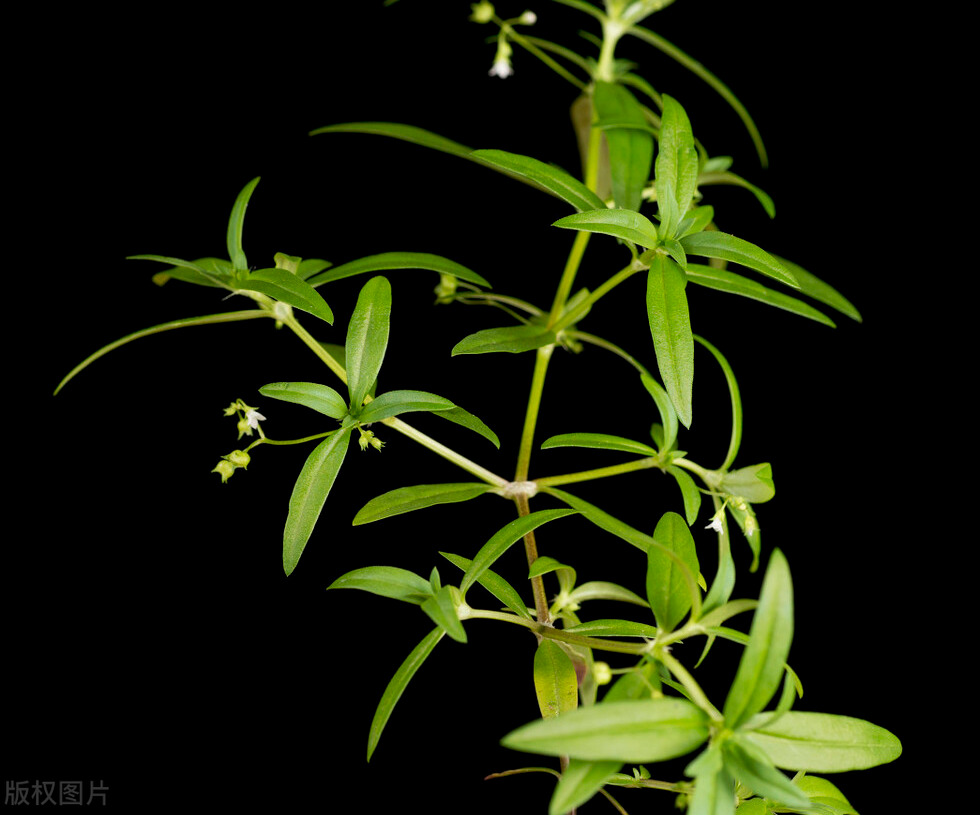 白花蛇舌草,近年常用于防癌抗癌,也是蛇药,疮痈药,利尿药