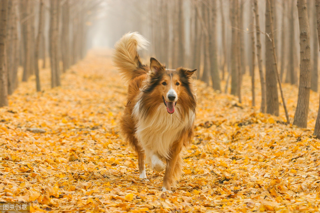 伊维菌素 柯利犬图片