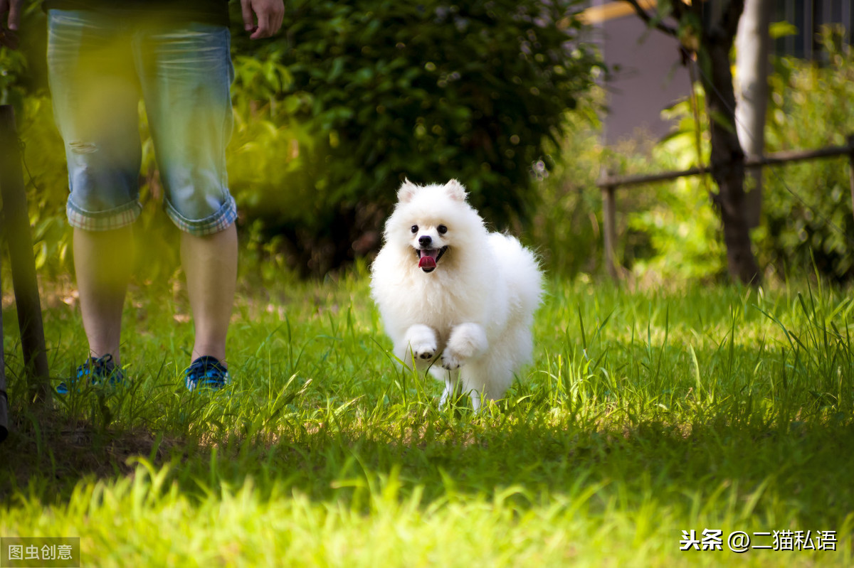 博美犬俊俏可愛,但心眼小脾氣大,養它之前要多瞭解