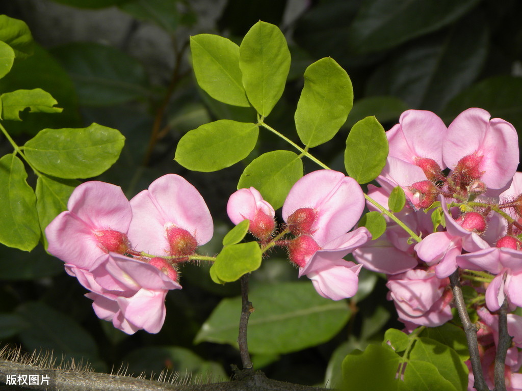 紫色槐花能吃吗（可食用的槐花品种大合集）