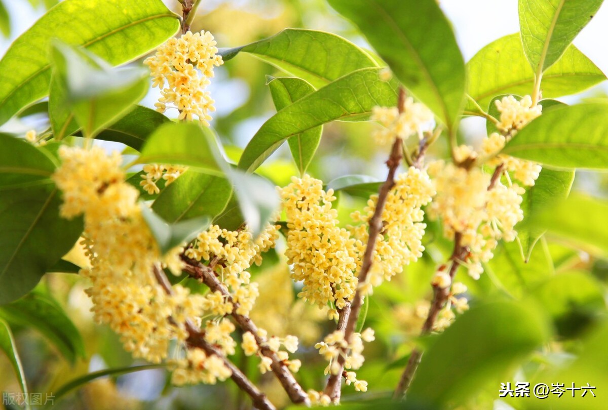 形容桂花香味、形态的优美诗句合集！桂花真的太香了