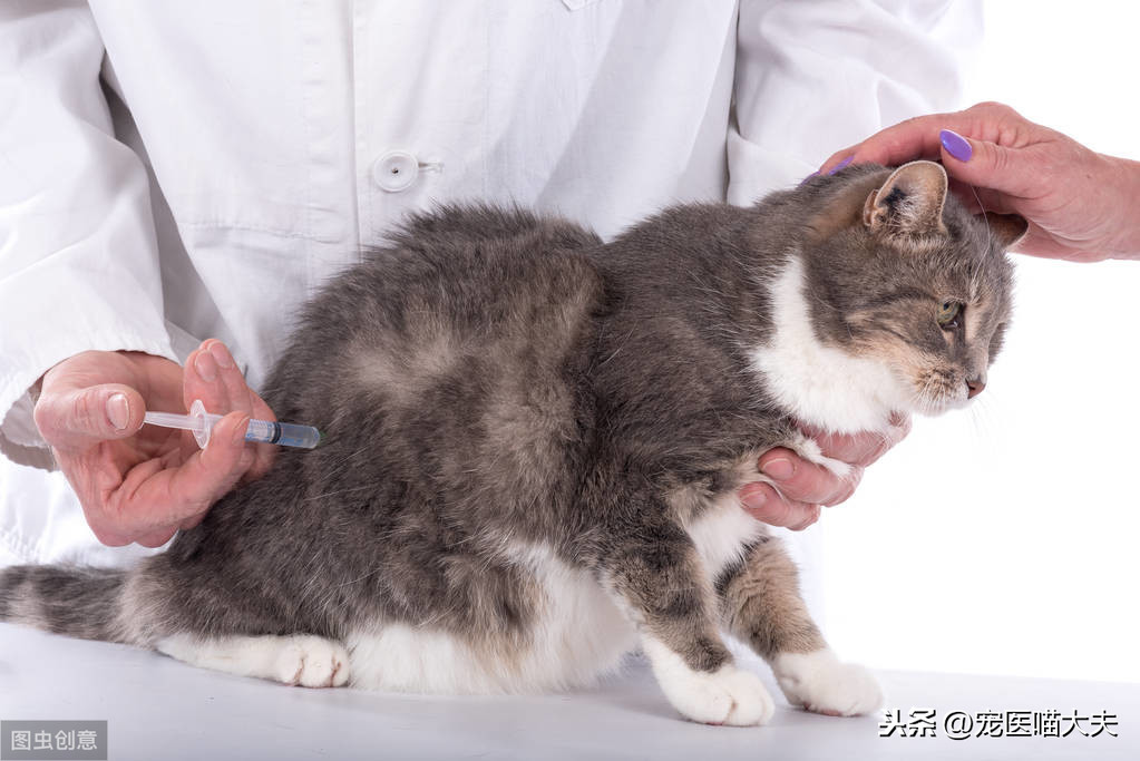 宠物健康:如何诊断,治疗猫弓形虫病?