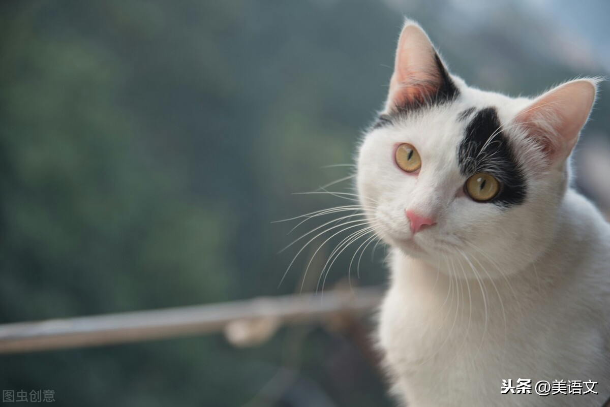 奶奶家那只猫