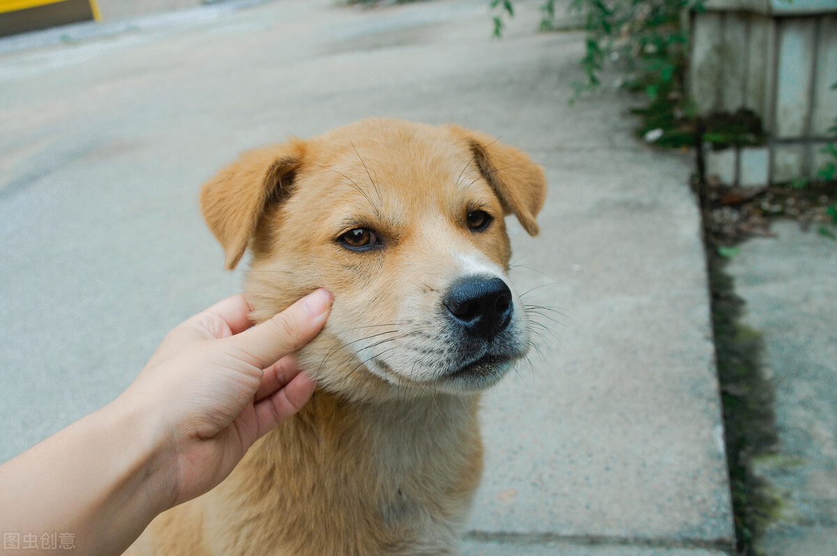 中华田园犬智商（这种犬的智商很高却做不了警犬）