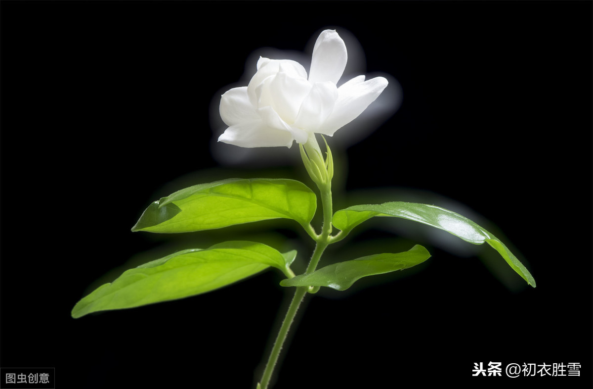 深度解读苏曼殊名句：茉莉心香细雨天