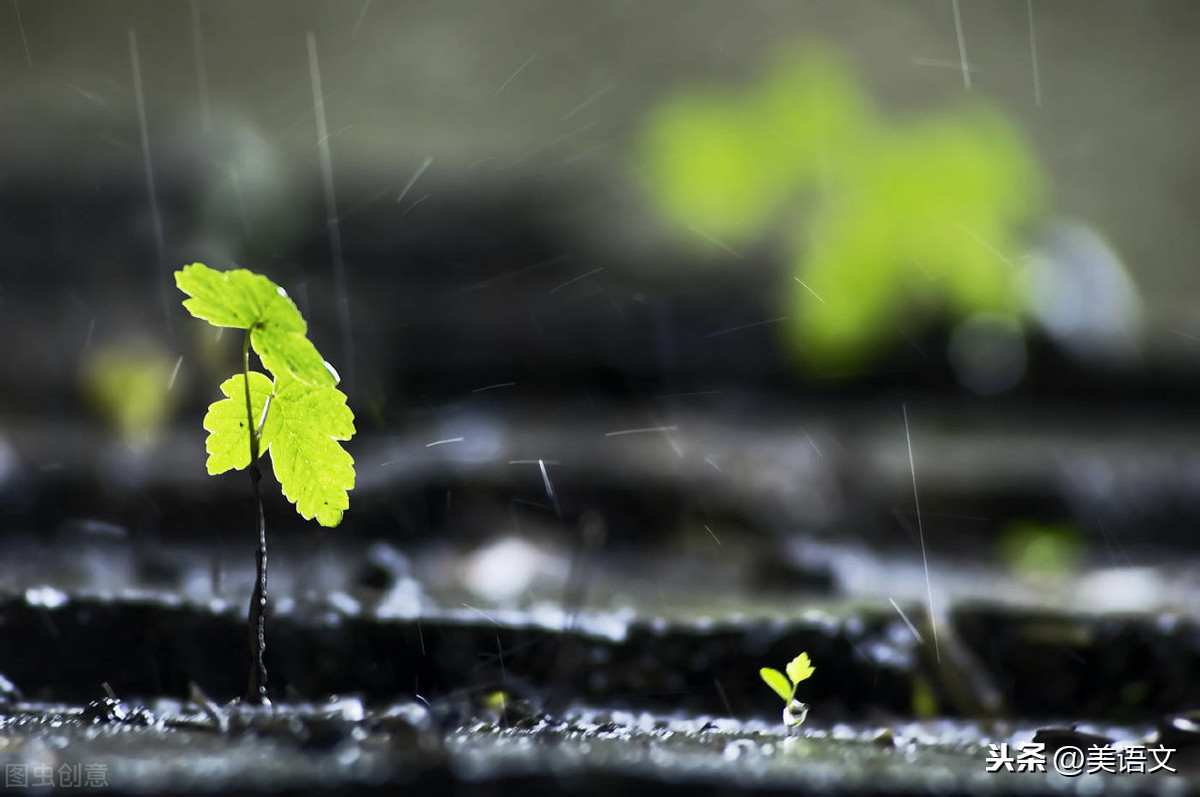 优秀习作---《雨中即景》