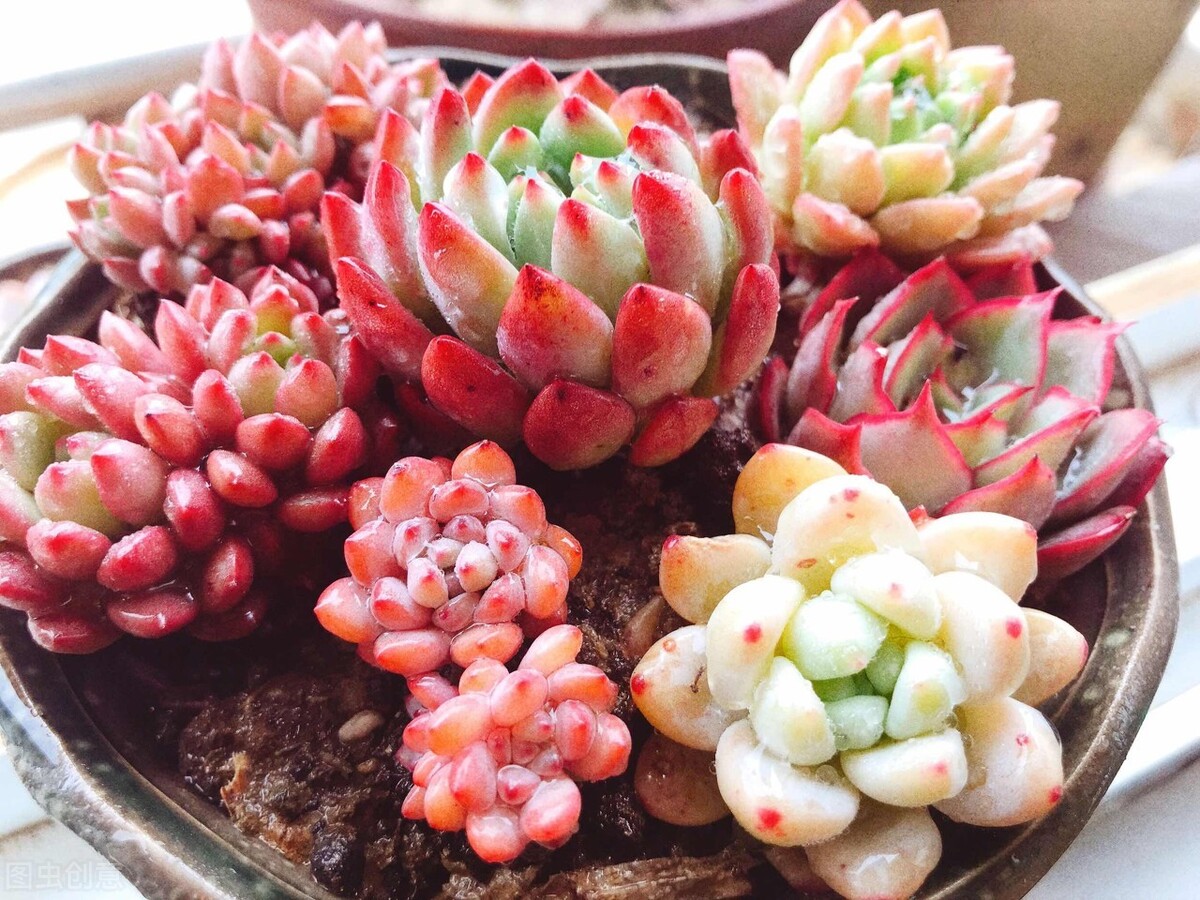 点名表扬四种多肉,秋天变成“一团火”,比花还娇艳