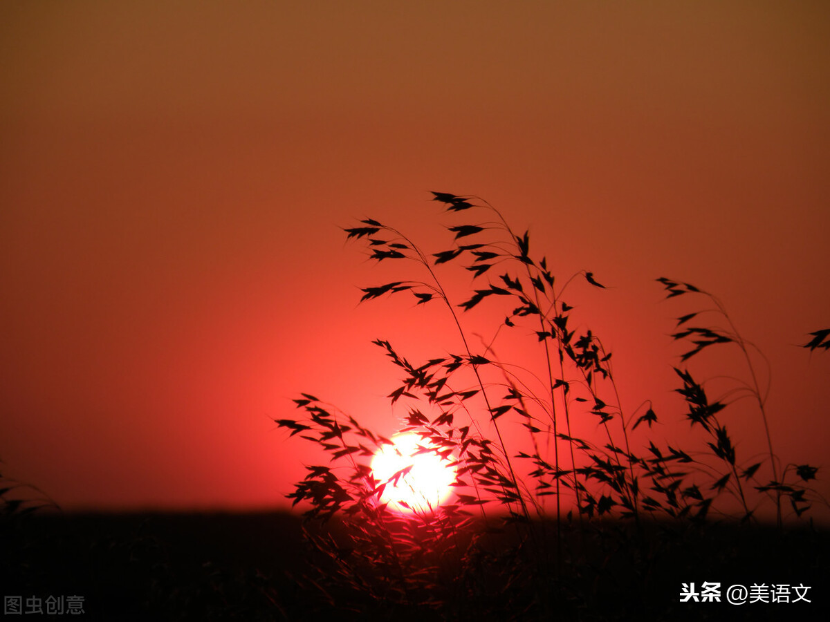 流浪狗的幸福生活