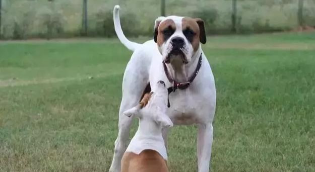 普罗特猎犬图片（盘点国外适合猎野猪的犬种）