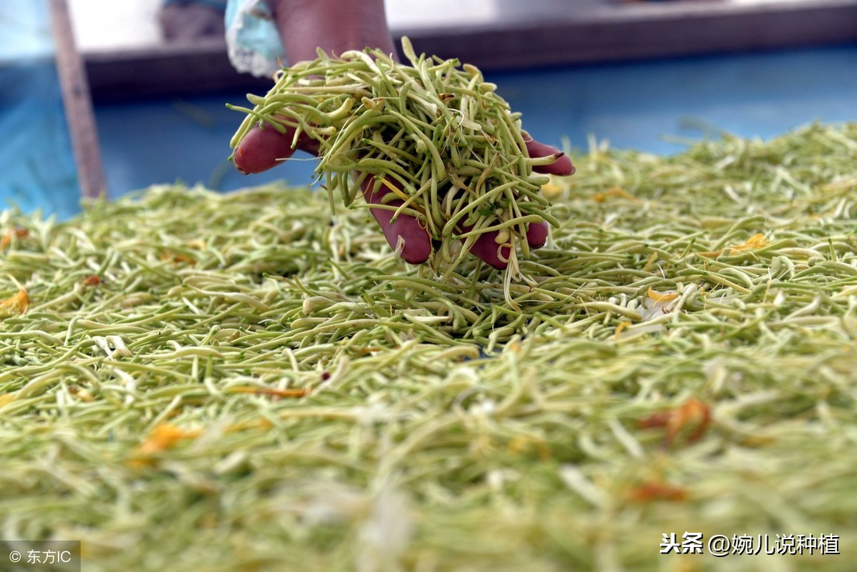 这一种作物，市场价格稳定，供不应求，农村种植有潜力，有前景！