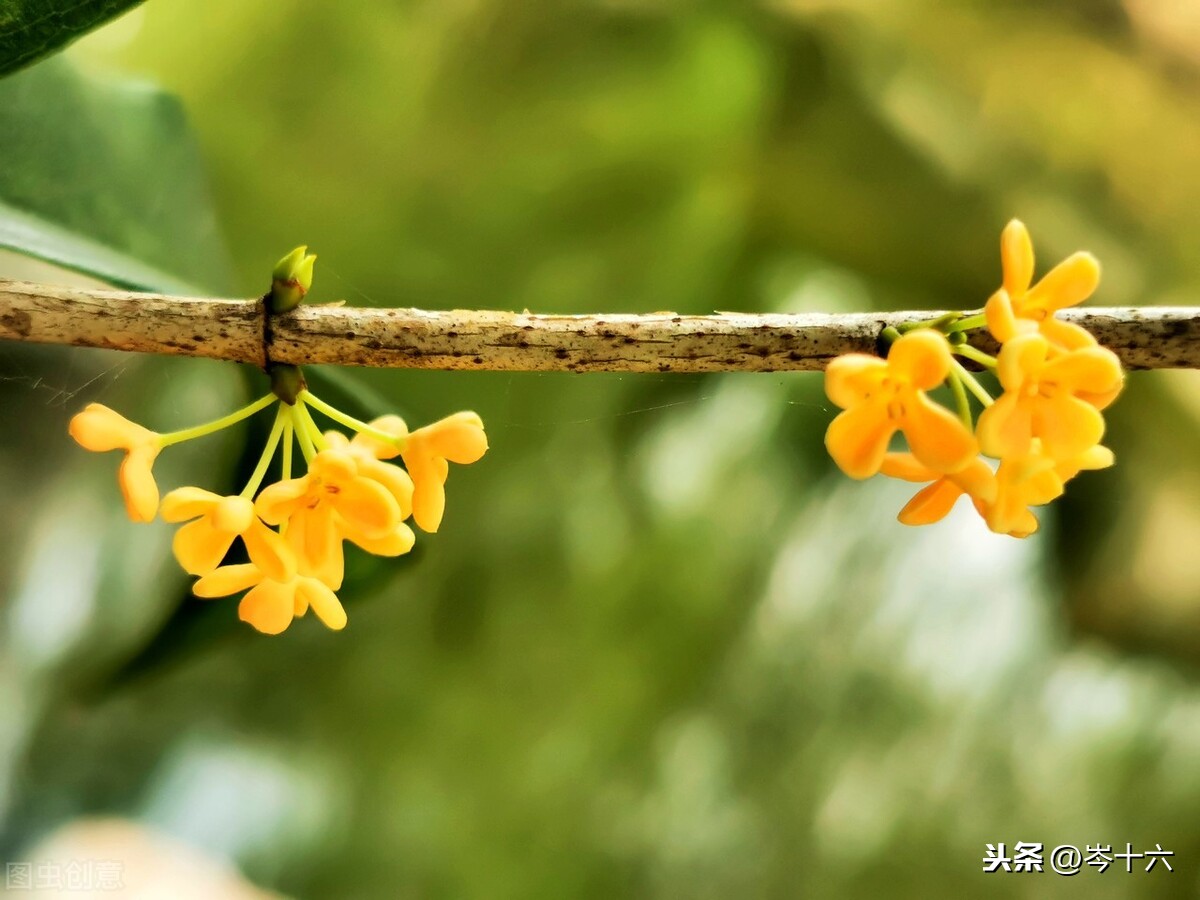 形容桂花香味、形态的优美诗句合集！桂花真的太香了