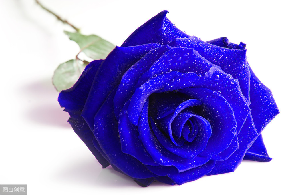 眼前的“蓝”不是蓝，你买的蓝玫瑰也只是骗人的
