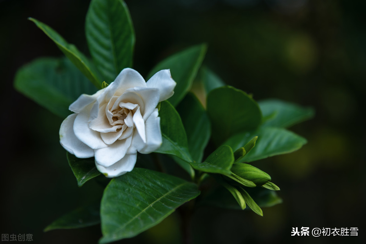 李商隐的夏日情诗：栀子交加香蓼繁，停辛伫苦留待君