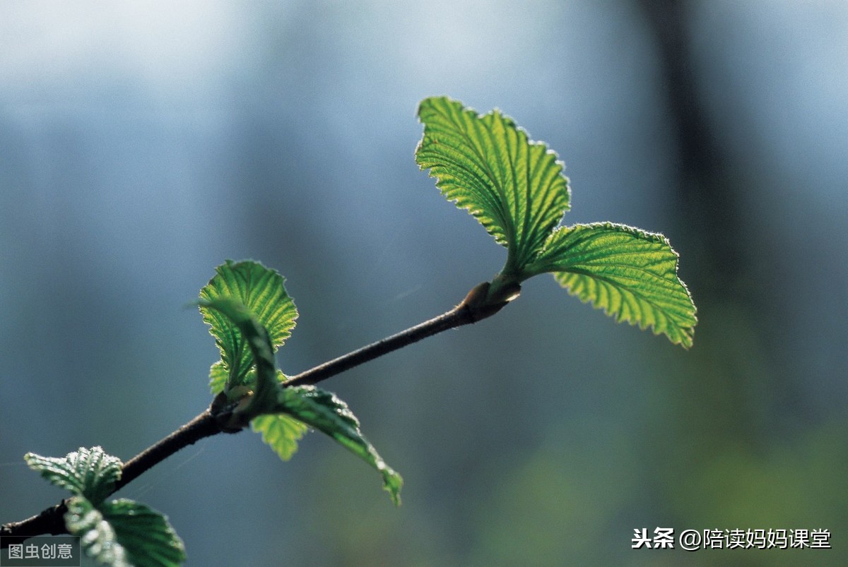 描写景色、树木、花朵、小草的好词好句好段积累！