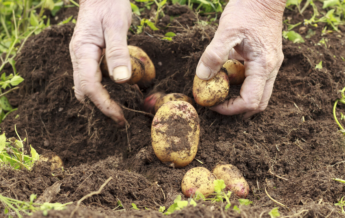 土豆的种植过程4个步骤（土豆种植全过程）