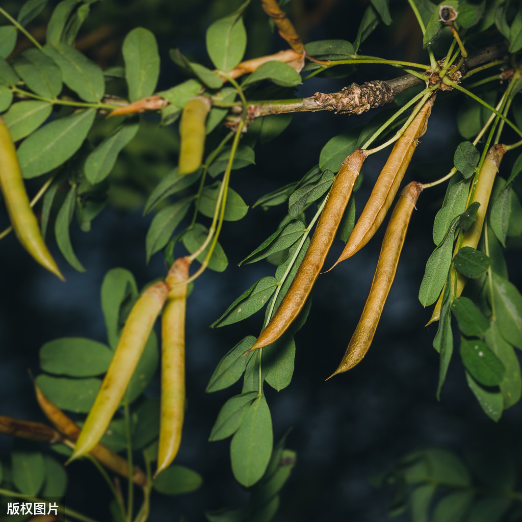 紫色槐花能吃吗（可食用的槐花品种大合集）