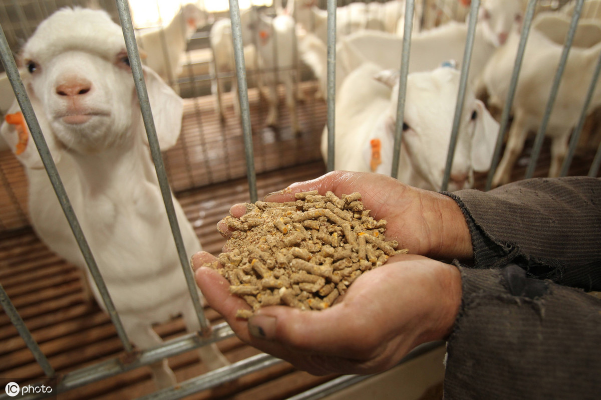 新型飼料添加劑,飼料添加劑有哪些