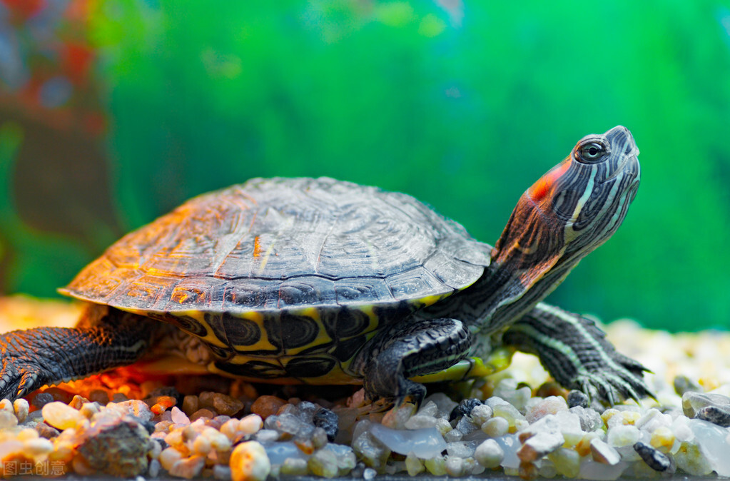龟患肺炎的症状 乌龟肺炎怎么治最有效