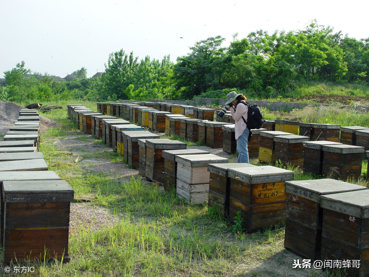 中蜂蜂王也能做标记？你这样操作过吗？听听老农怎么说
