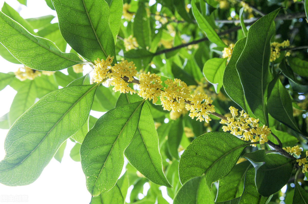 金桂和银桂哪种好（4个桂花品种的优点介绍）