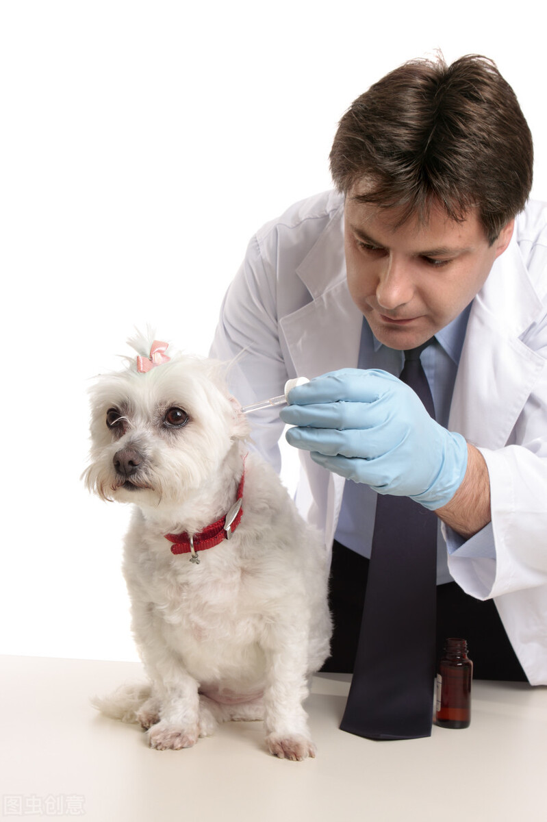 狗狗得了耳螨不要怕，这里有三种简单测试及治疗方法