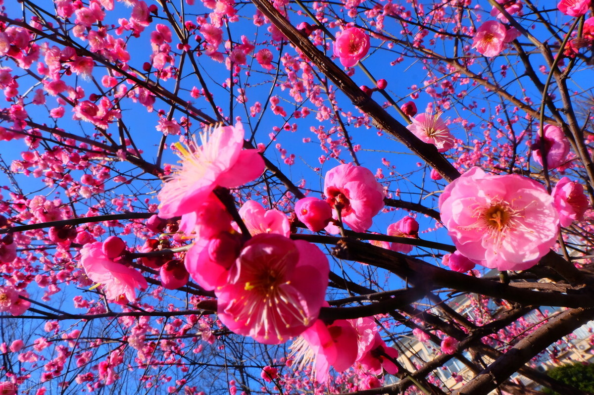 梅花是什么季节开的（南北地区梅花的花期）